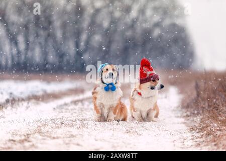 Deux chiots corgi biplace dans le parc en hiver en tricot de chapeaux chauds pendant la chute de neige Banque D'Images