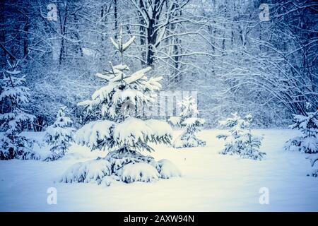 Les arbres forestiers couvraient la neige la nuit en hiver. Fantastique Paysage Magique De Conte De Fées. Noël Hiver Nouvel An Paysage. Toile De Fond Banque D'Images