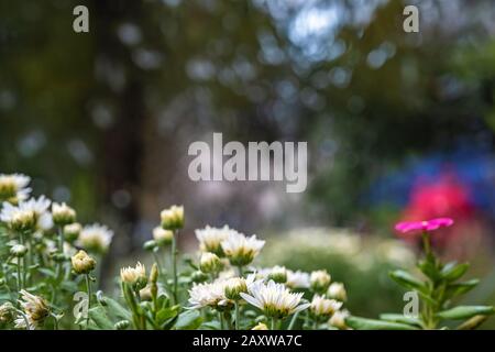 Les marguerites blanches au premier plan et un magnifique arrière-plan flou avec des lumières vives. Banque D'Images