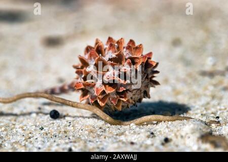 Macro photographie d'une graine de Casuarina Equisetifolia sur le sable. Banque D'Images