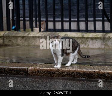 Londres, Royaume-Uni. 13 février 2020. Larry, The Downing Street Cat observe les arrivées au 10 Downing Street, Londres dans le cadre du crédit de remaniement du cabinet : Ian Davidson/Alay Live News Banque D'Images