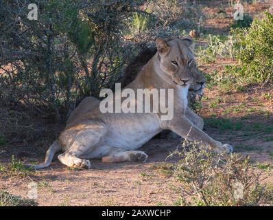 Deux lions, frère et soeur nommés Jack et Jill, reposent dans un endroit ombragé dans le parc national Addo Elephant, le Cap oriental, Afrique du Sud Banque D'Images