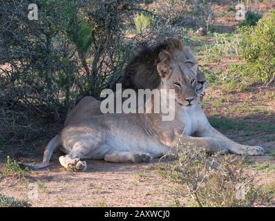 Deux lions, frère et soeur nommés Jack et Jill, reposent dans un endroit ombragé dans le parc national Addo Elephant, le Cap oriental, Afrique du Sud Banque D'Images