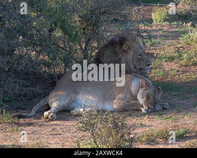 Deux lions, frère et soeur nommés Jack et Jill, reposent dans un endroit ombragé dans le parc national Addo Elephant, le Cap oriental, Afrique du Sud Banque D'Images