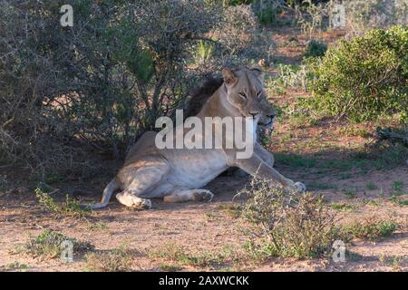 Deux lions, frère et soeur nommés Jack et Jill, reposent dans un endroit ombragé dans le parc national Addo Elephant, le Cap oriental, Afrique du Sud Banque D'Images