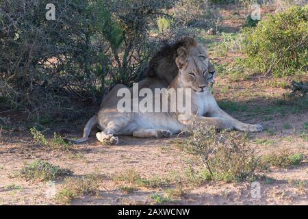 Deux lions, frère et soeur nommés Jack et Jill, reposent dans un endroit ombragé dans le parc national Addo Elephant, le Cap oriental, Afrique du Sud Banque D'Images