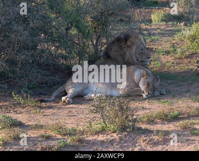 Deux lions, frère et soeur nommés Jack et Jill, reposent dans un endroit ombragé dans le parc national Addo Elephant, le Cap oriental, Afrique du Sud Banque D'Images