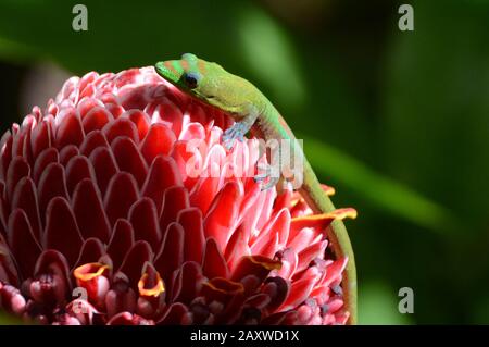 Gecko sur une fleur à Hawaï, Etats-Unis Banque D'Images