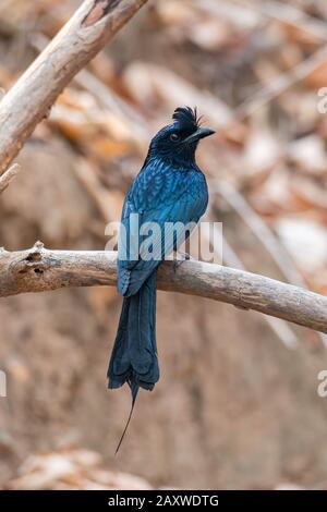 Le jeune Drongo à queue De Racquet perché sur une perchaude regardant dans une distance Banque D'Images