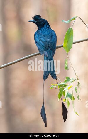 Une plus grande attaque de drongo à queue de Racquet sur une branche d'arbre regardant dans une distance Banque D'Images