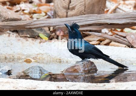 Eau potable de Drongo à queue De Grand Racquet juvénile tout en perçant sur une petite roche Banque D'Images