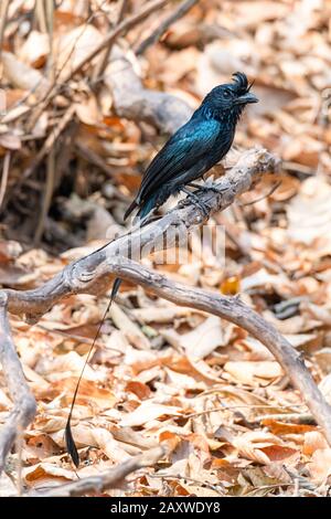 Grand perché de drongo à queue de Racquet sur une perchaude regardant dans une distance Banque D'Images
