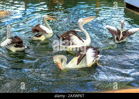 Groupe de pélicans australiens, Pelecanus ospillatus, nage dans l'eau. C'est un grand oiseau d'eau de la famille des Pelecanidae, largement répandu sur le Banque D'Images