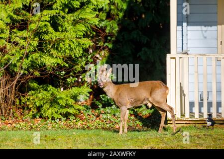 Faune urbaine: Un cerf de Virginie (Capreolus capranolus) avec des bois de velours se tient par une maison d'été dans un jardin de banlieue à Surrey, au Royaume-Uni en hiver Banque D'Images