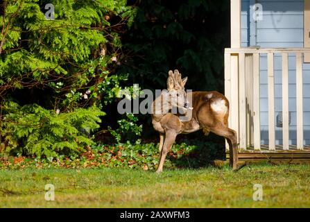 Faune urbaine: Un cerf de Virginie (Capreolus capranolus) avec des bois de velours se tient par une maison d'été dans un jardin de banlieue à Surrey, au Royaume-Uni en hiver Banque D'Images