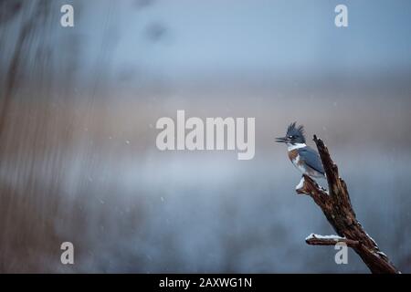 Une femme de Kingfisher Belted perchée sur une trace de neige légère qui tombe avec un fond lisse de grand marais ouvert. Banque D'Images