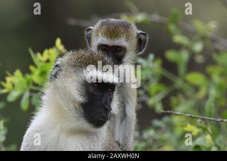 Vervet Monkey, mère et jeune, dans le bush. Parc National D'Amboseli, Kenya. Banque D'Images