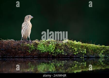 Une maison de femme Finch perché sur un bois vert clair de mousse dans l'eau peu profonde avec une réflexion en lumière douce avec un fond sombre. Banque D'Images