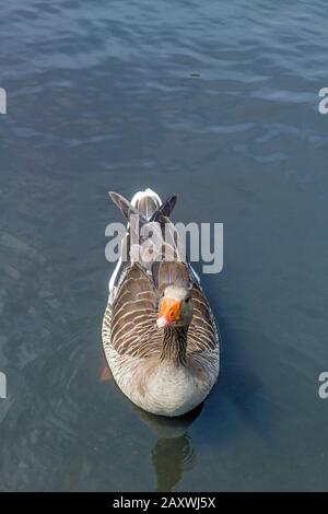 Anser anser de l'OIE gris sur un lac Banque D'Images