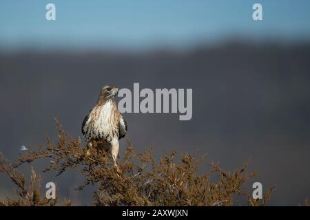 Un faucon à queue rouge perché dans un pin dans le soleil brillant avec un fond lisse. Banque D'Images