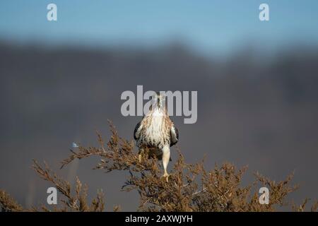 Un faucon à queue rouge perché dans un pin dans le soleil brillant avec un fond lisse. Banque D'Images