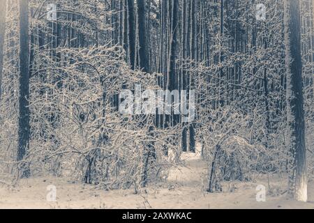 Ancienne photo vintage. Épinette de pin d'arbre dans la forêt magique hiver avec chute de neige. Forêt de neige. Noël hiver nouvel an arrière-plan paysage de randonnée. Banque D'Images
