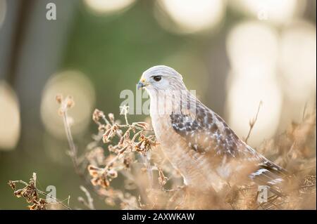 Un faucon à épaulettes rouges perché dans un buisson en lumière douce du matin avec un regard intense dans ses yeux. Banque D'Images