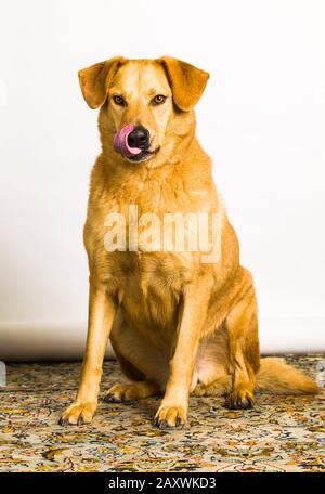 Un portrait d'un chien Chinook en studio sur fond blanc. Banque D'Images