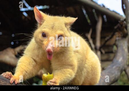 Gros plan de drôle et mignon bushtail doré possum dans la nature avec la languette pendante. Il est trouvé seulement en Tasmanie en raison de sa génétique rare Banque D'Images