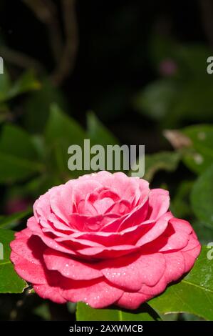 Gouttelettes d'eau sur les pétales, camellia rouge sous la pluie Banque D'Images