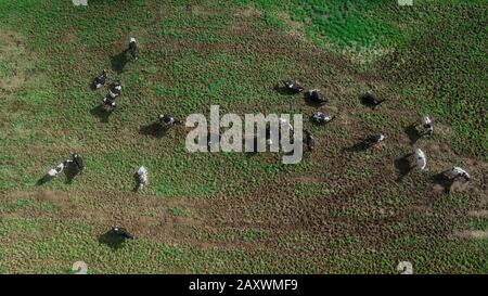 Vue aérienne des vaches reposant et mangeant sur la prairie verte de l'île de Sao Miguel, aux Açores, au Portugal Banque D'Images