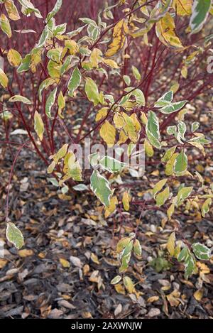 Les branches rouges de Cornus alba se ferment Banque D'Images