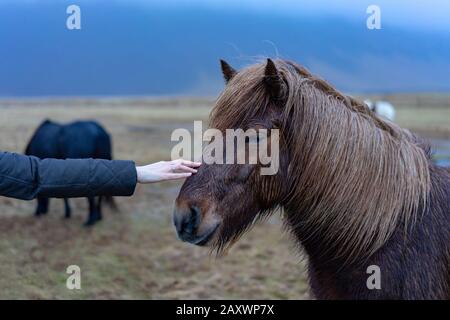 Le tourisme est autour des chevaux islandais dans la nature en Islande Banque D'Images