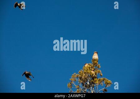 Un Waxwing de cèdre est situé au sommet d'un arbre dans le Montana. Banque D'Images