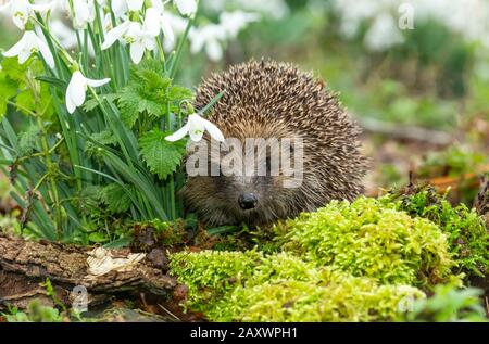 Hedgehog, (Nom scientifique: Erinaceus Europaeus) le porc-haie sauvage, indigène et européen face à l'avant dans l'habitat naturel des bois au printemps avec des chutes de neige Banque D'Images