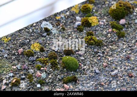 Il y a plein de lichen marin doré (xanthoria parietina) avec mousse verte et quelques petites roches. Gros plan / macro image. Banque D'Images