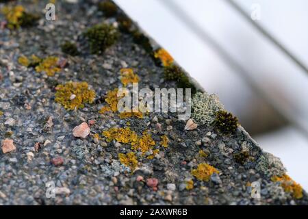 Il y a plein de lichen marin doré (xanthoria parietina) avec mousse verte et quelques petites roches. Gros plan / macro image. Banque D'Images