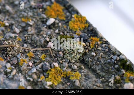 Il y a plein de lichen marin doré (xanthoria parietina) avec mousse verte et quelques petites roches. Gros plan / macro image. Banque D'Images