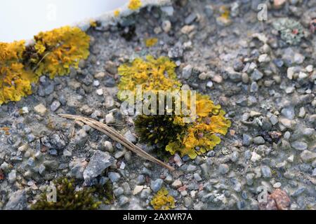 Il y a plein de lichen marin doré (xanthoria parietina) avec mousse verte et quelques petites roches. Gros plan / macro image. Banque D'Images