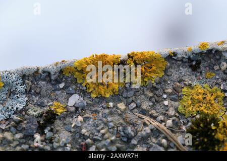 Il y a plein de lichen marin doré (xanthoria parietina) avec mousse verte et quelques petites roches. Gros plan / macro image. Banque D'Images