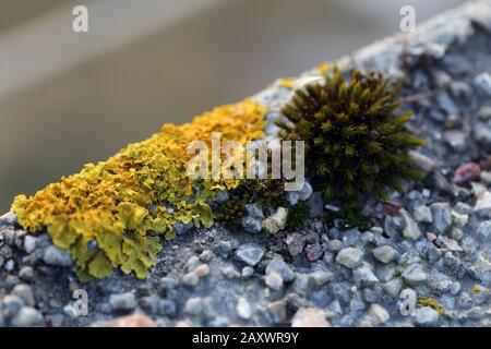 Il y a plein de lichen marin doré (xanthoria parietina) avec mousse verte et quelques petites roches. Gros plan / macro image. Banque D'Images