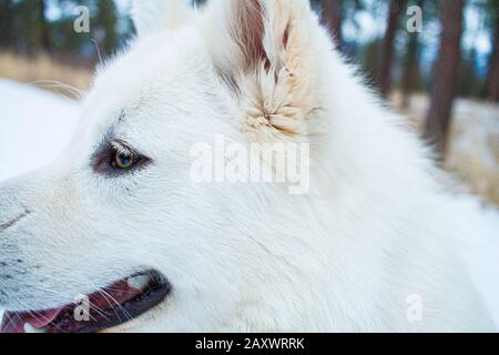 Un gros plan d'un Malamute blanc d'Alaska sur une promenade dans les bois Banque D'Images