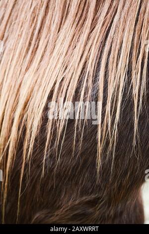 Gros plan plein format, résumé des cheveux de cheval Banque D'Images