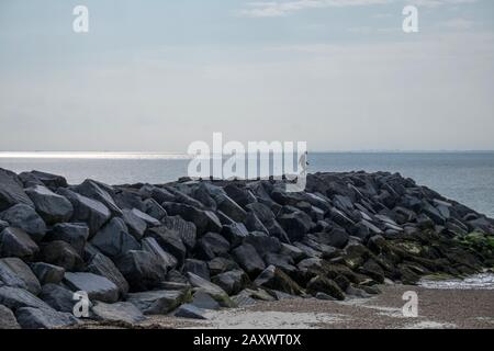 L'homme marche le long du brise-lames de roche en début de soirée, l'été à La Belle plage, West Sands Selsey, West Sussex, Angleterre. Banque D'Images