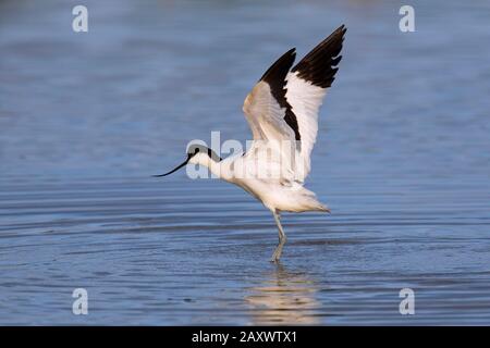 Pied avocet (Recurvirostra avosetta) en eaux peu profondes qui flotte ses ailes Banque D'Images