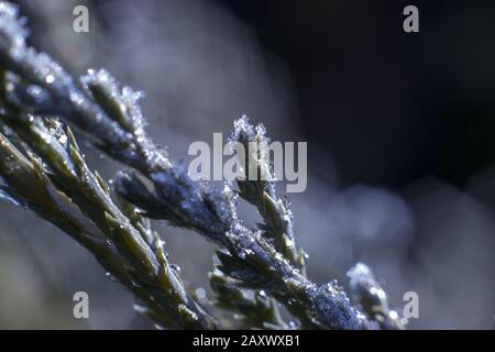 Givre sur les branches des aiguilles du genévrier. Branche macro du Juniper avec gouttes figées. Banque D'Images