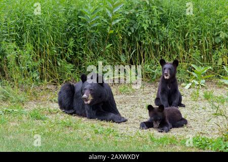 Un ours noir féminin avec ses oursons se reposant et se nourrissant au bord d'un pré un jour d'été dans les montagnes Pocono de Pennsylvanie. Banque D'Images