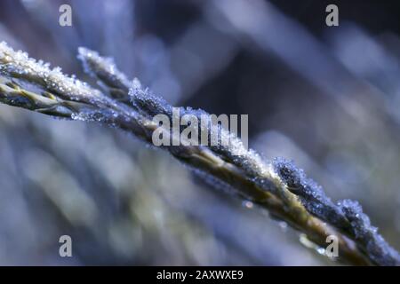 Givre sur les branches des aiguilles du genévrier. Branche macro du Juniper avec gouttes figées. Banque D'Images