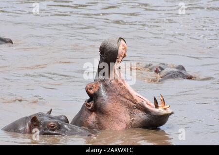 Une femme hippopotame montrant ses dents en protection de son jeune mollet. Parc National Du Serengeti, Tanzanie. Banque D'Images