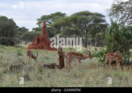 Monticule de Termite immense et troupeau d'Impala. Paysage africain typique dans le parc national de Tarangire, Tanzanie Banque D'Images